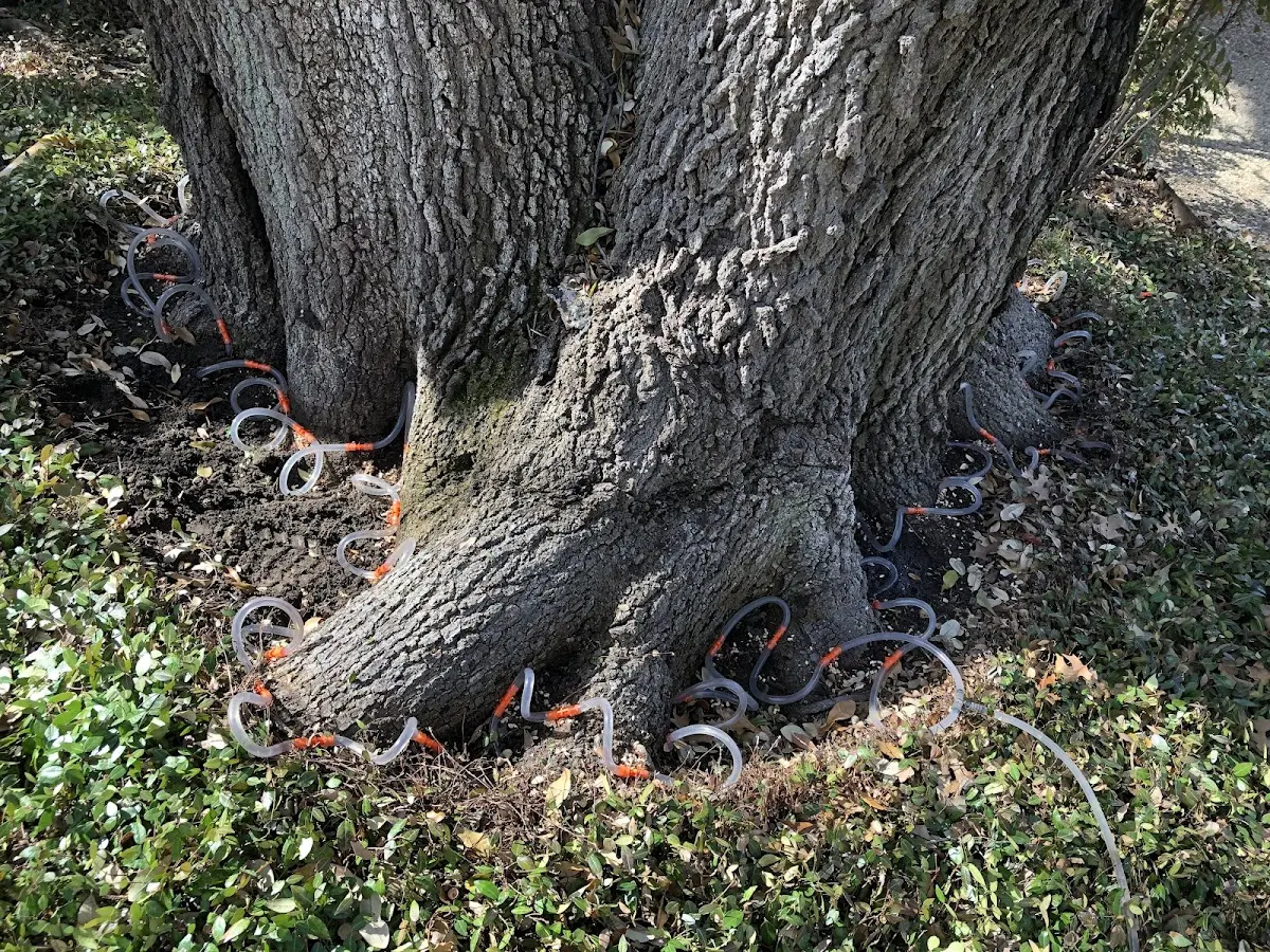 Detailed Tree Cabling and Bracing job site in Eden Prairie