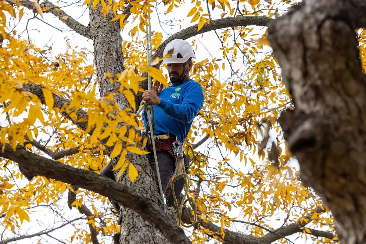 Skilled Tree Transplanting crew working in Eden Prairie